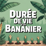 Illustration durée de vie d'un bananier avec rejets