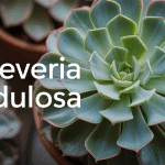 Rosette echeveria nodulosa avec feuilles charnues et nervures pourpres
