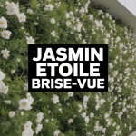 Mur de jasmin étoilé brise-vue avec fleurs blanches