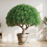 arbre de jade en pot dans intérieur lumineux