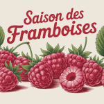 Saison framboise en France, illustration framboises fraîches