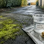 Enlever mousse sur goudron avec vinaigre blanc