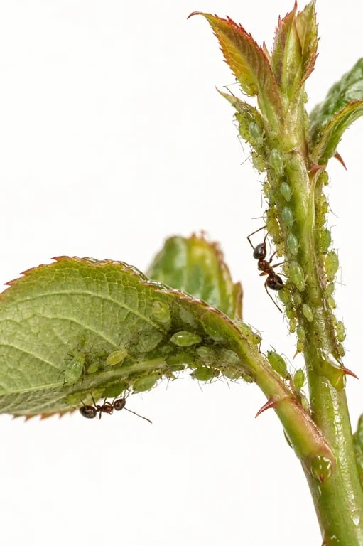 Pucerons verts sur les jeunes pousses d’un rosier avec feuilles crispées et fourmis